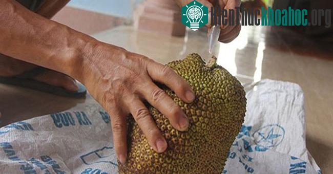 Hóa chất làm chín trái cây
