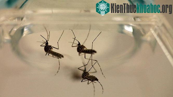 Virus Zika do muỗi lan truyền đang gây ra lo ngại cho cộng đồng. (Ảnh: Reuters).