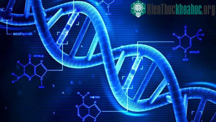 Bằng phương pháp chỉnh sửa gene, con người có thể trẻ mãi không già?