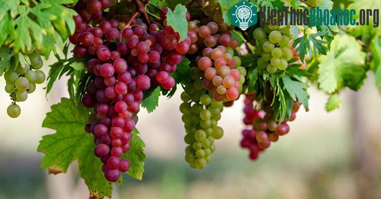 Nho không chỉ tốt cho mắt mà còn làm giảm nguy cơ bị bệnh tim, ung thư và Alzheimer.