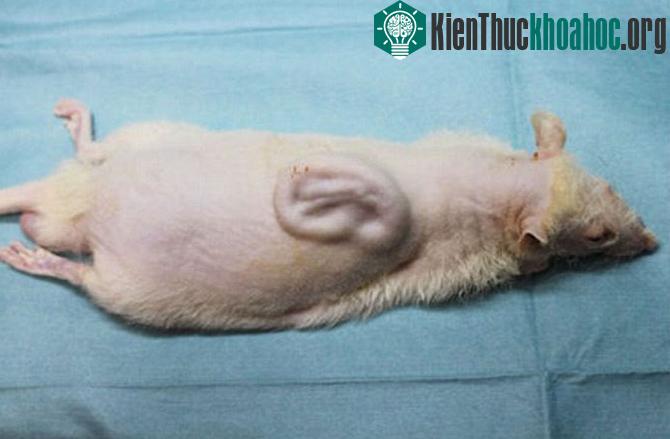 Bộ phận tai được nuôi cấy thành công sẽ trở thành một cơ thể sống.