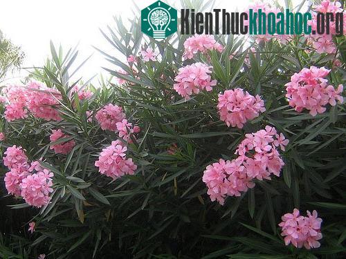 Hàng loạt cây cảnh chứa chất độc chết người ảnh 0