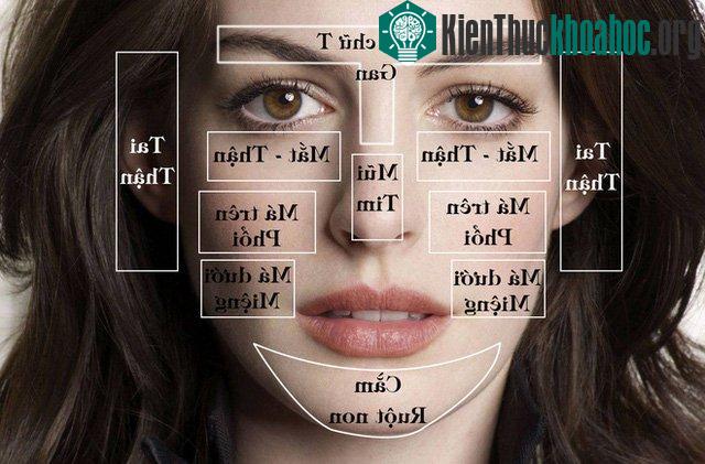 Mụn mọc ở những điểm này trên mặt, có nghĩa là các bộ phận tương ứng trong cơ thể bạn đang gặp vấn đề.