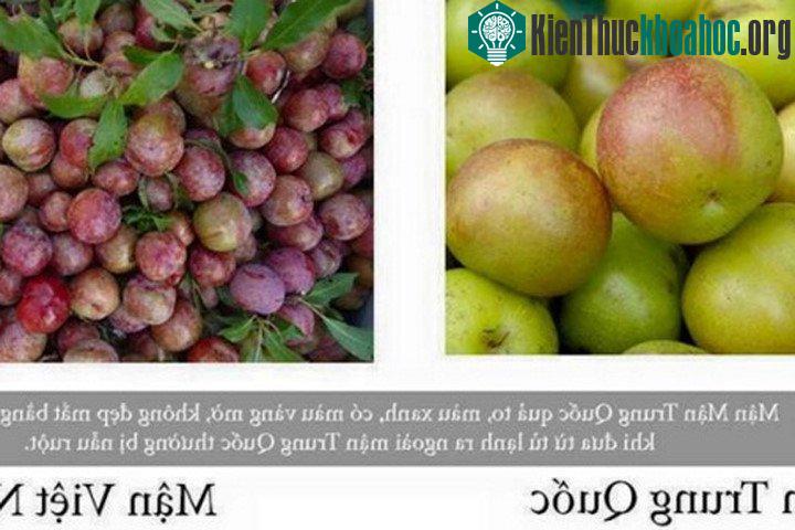 Cách phân biệt mận Sapa Lào Cai và mận Trung Quốc