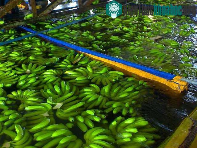 Ngâm chuối trong nước pha hóa chất để thúc chín (Ảnh minh họa).