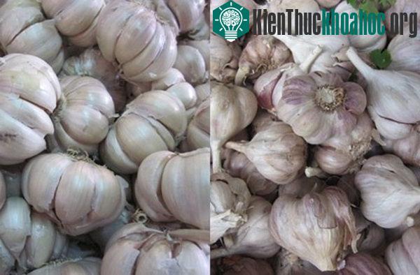 Tỏi ta có tép nhỏ và rất thơm.