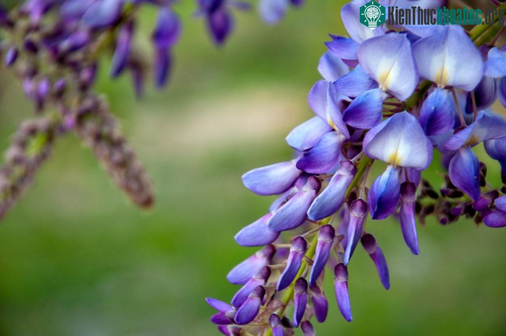 Nếu ăn phải hoa tử đằng sẽ bị trúng độc, chuột rút và tiêu chảy.