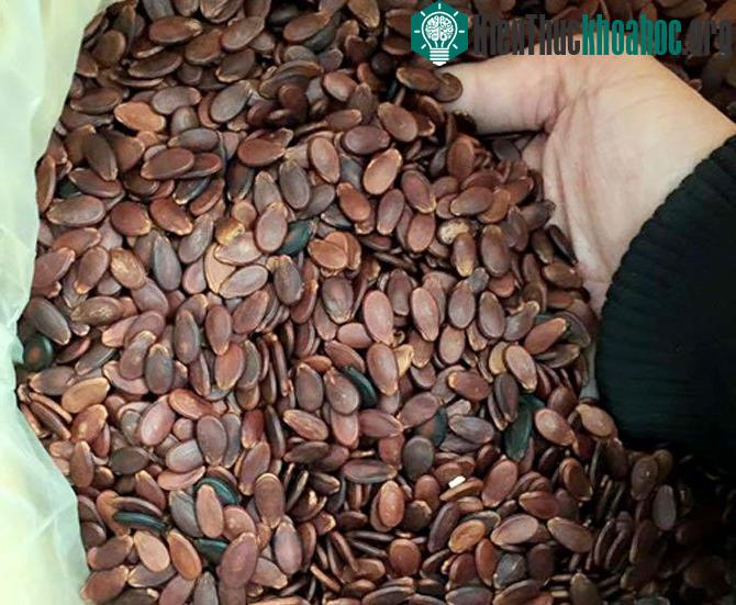Hạt dưa không nhuộm phẩm màu