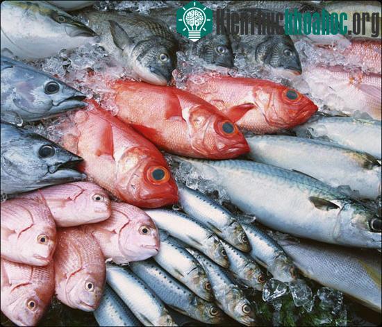 Cá tươi không phải lúc nào cũng tốt cho sức khỏe hơn so với cá đông lạnh