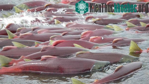 Những người chỉ trích nhấn mạnh cá hồi biến đổi gene có thể gây hại cho môi trường. (Ảnh: Reuters).