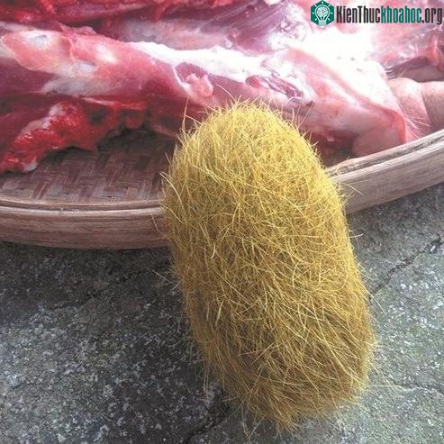 Cận cảnh "quả trứng" được cho là "cát lợn".