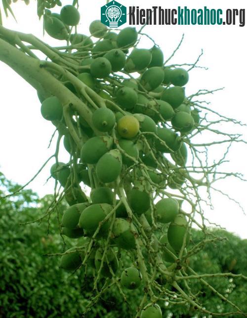 116 thủ phạm gây họa ung thư