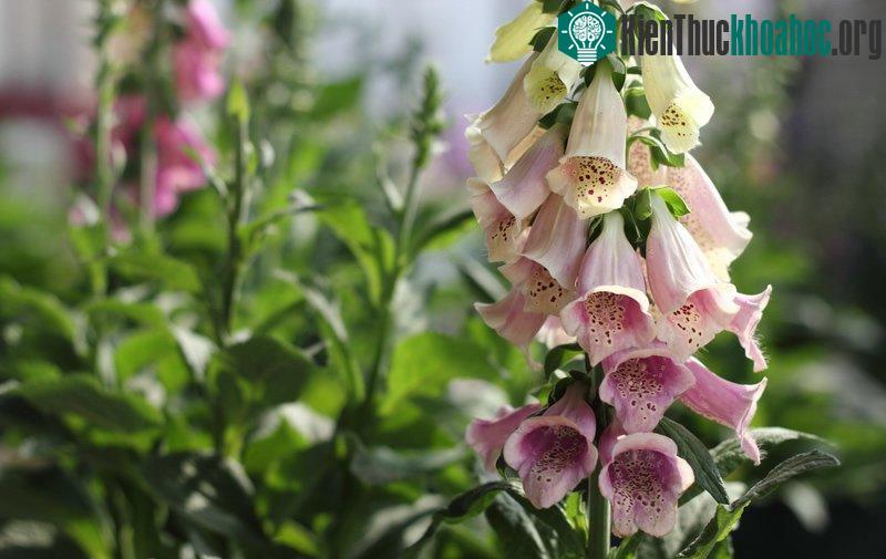Nếu ăn phải hoa mao địa hoàng sẽ bị đau bụng, rối loạn nhịp tim.