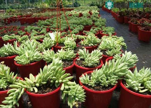 Hàng loạt cây cảnh chứa chất độc chết người ảnh 11