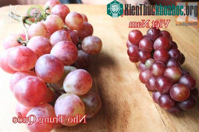 Nho Việt Nam (trái) và nho Trung Quốc (phải) có sự khác biệt rõ rệt về màu sắc.