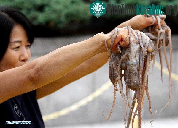 Bạch tuộc thật có phần thân rõ ràng, phần thịt, râu không mềm nhũn như bún ngâm nước.