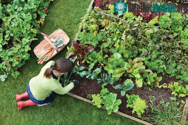 Chủ động nguồn cung cấp thực phẩm sạch cho chính bản thân mình.