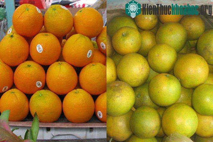 Cam Việt Nam sần sùi và thường bị nám, không đẹp mã như cam Trung Quốc.