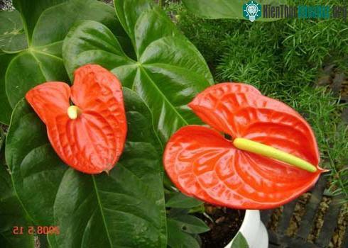 Hàng loạt cây cảnh chứa chất độc chết người ảnh 13