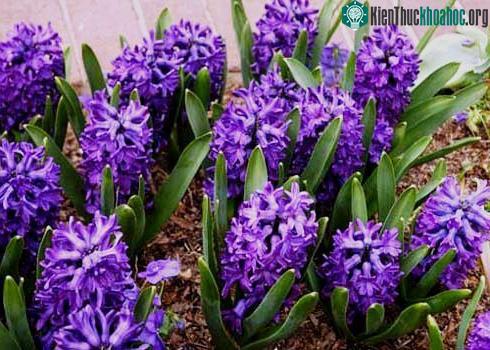 Hàng loạt cây cảnh chứa chất độc chết người ảnh 14