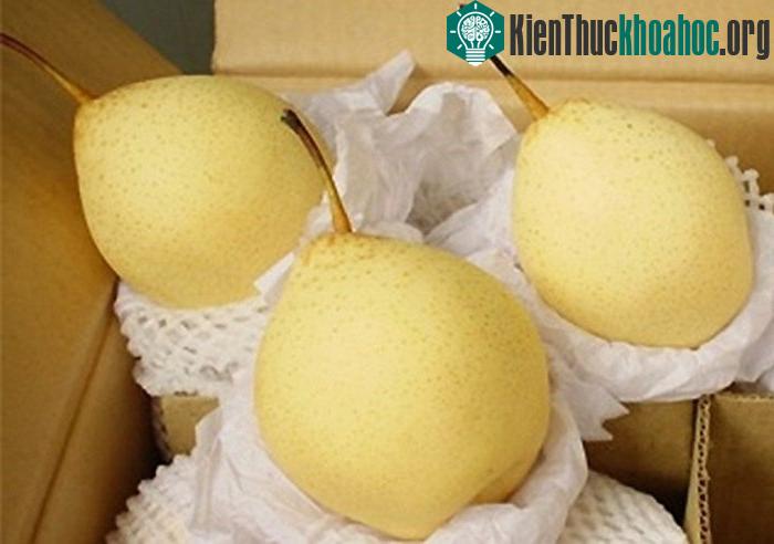 Lê Trung Quốc thường to tròn, bóng đẹp, có màu xanh hoặc vàng tươi, quả đồng đều rất bắt mắt.