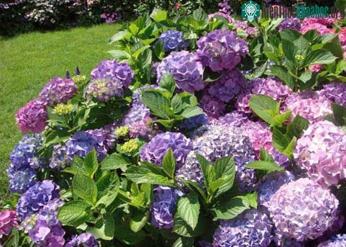 Hàng loạt cây cảnh chứa chất độc chết người ảnh 15