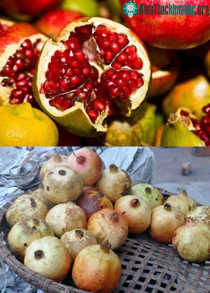 Lựu Việt Nam (ảnh trên) có kích thước nhỏ và da sần sùi so với lựu Trung Quốc (ảnh dưới).