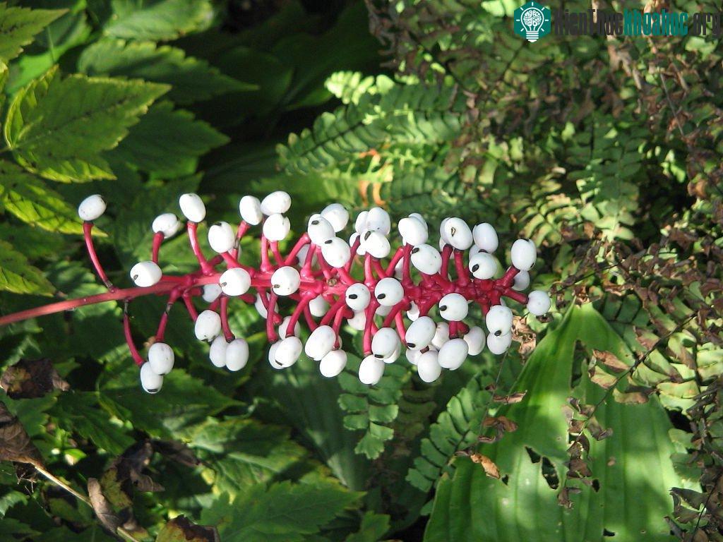 Chất độc có trong những quả baneberry có thể khiến tim ngừng đập ngay tức khắc.