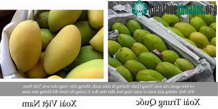 Xoài Trung Quốc sử dụng hóa chất để thúc chín nên có màu sắc không tươi sáng.