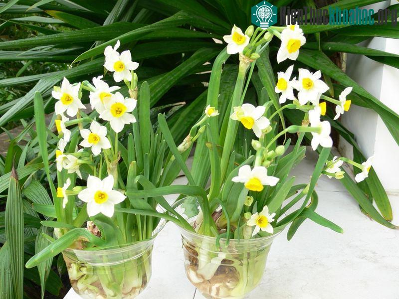 Hàng loạt cây cảnh chứa chất độc chết người