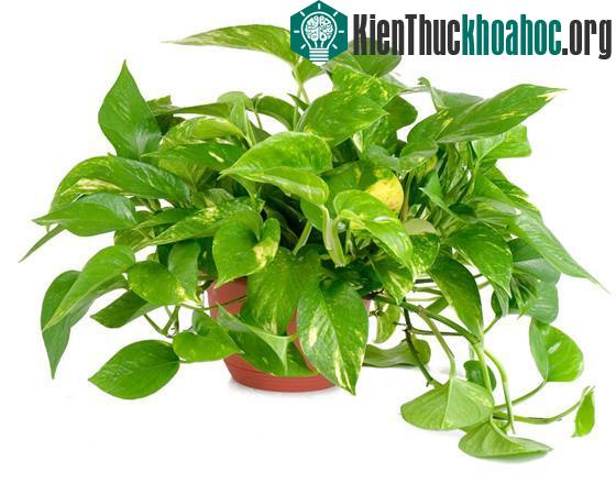 Hàng loạt cây cảnh chứa chất độc chết người