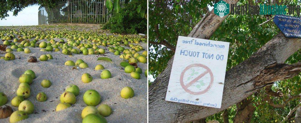 Nhựa của cây táo này cực kỳ nguy hiểm, nếu bị dính vào người thì cái chết là điều không thể tránh khỏi.