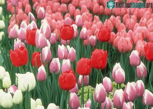 Hàng loạt cây cảnh chứa chất độc chết người ảnh 19