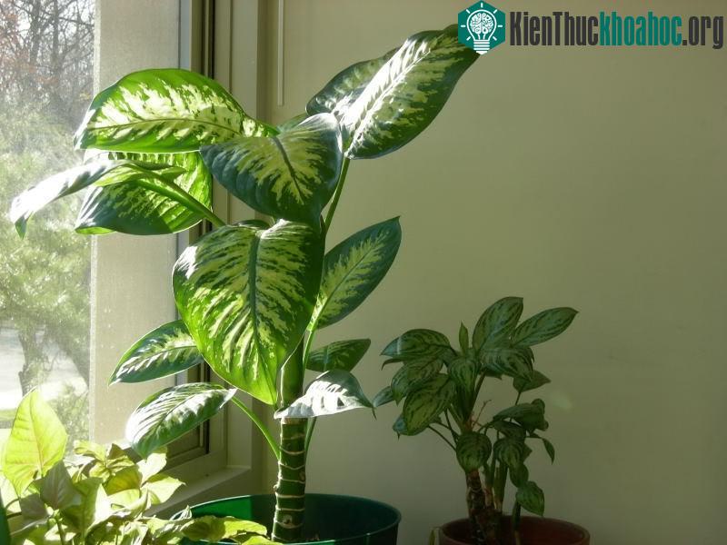Nhựa của cây vạn niên thanh có thể gây dị ứng da, bỏng, nghẹn và khó thở.