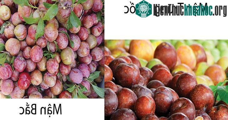 Mẹo đơn giản phân biệt mận Việt Nam và mận Trung Quốc