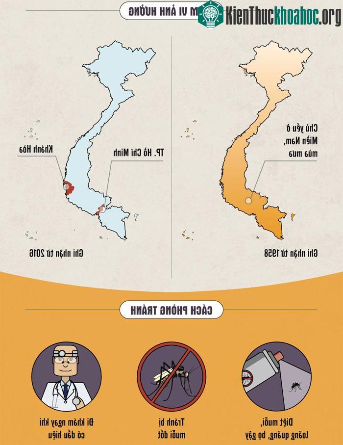 Để phòng tránh sốt xuất huyết và Zika, bạn cần diệt muỗi, loăng quăng, bọ gậy, buông màn để tránh muỗi đốt và nên đi khám ngay khi có dấu hiệu.