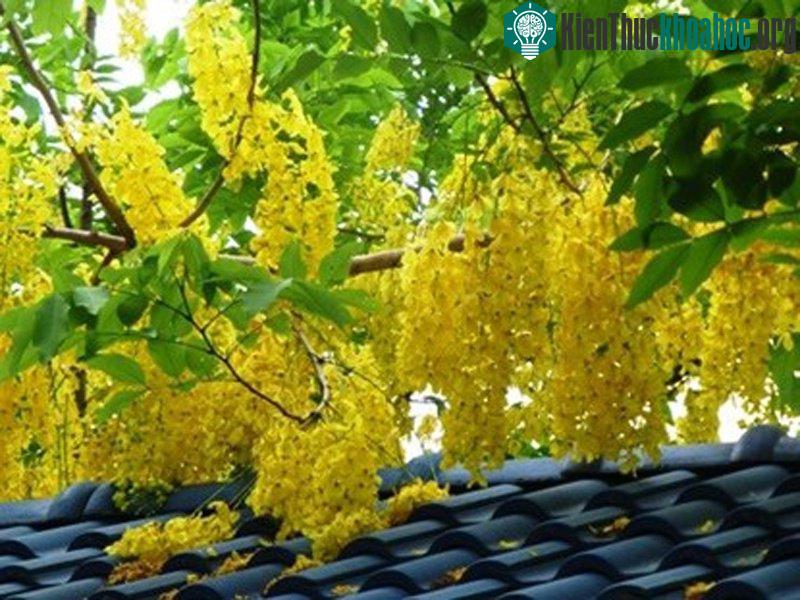 Cả lá, hoa, quả của cây muồng hoàng yến đều có thể gây ngộ độc nếu ăn phải.