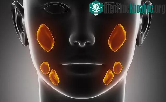 Ung thư tuyến nước bọt liên quan đến môi trường làm việc ô nhiễm.