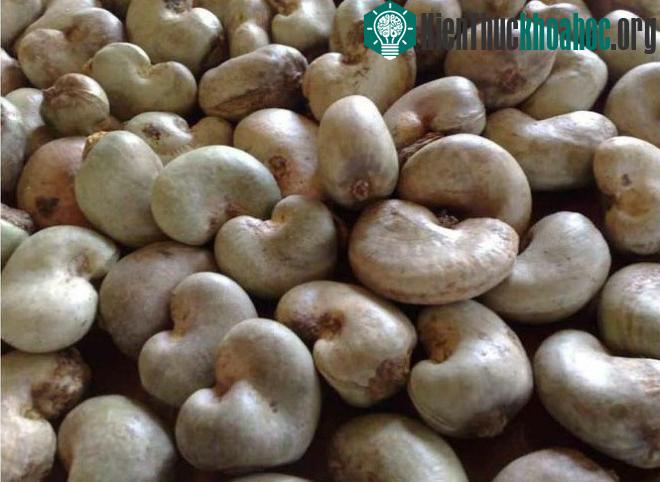 Không bao giờ ăn hạt điều thô, chưa qua chế biến.