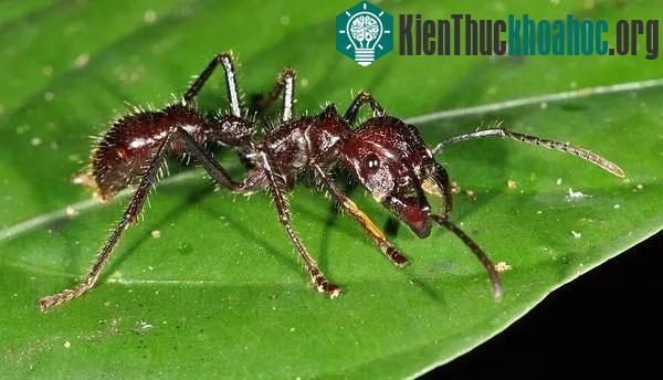 Kiến đạn - thứ gây nên nỗi đau lớn nhất con người có thể chịu đựng được.