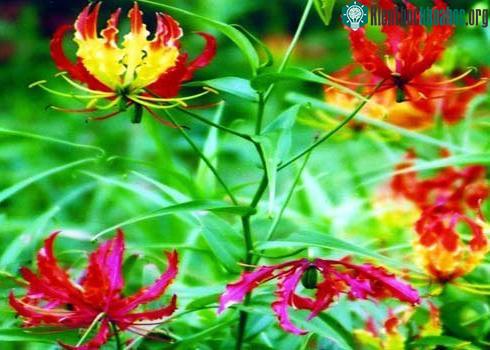 Hàng loạt cây cảnh chứa chất độc chết người ảnh 2