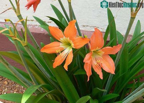 Hàng loạt cây cảnh chứa chất độc chết người ảnh 21
