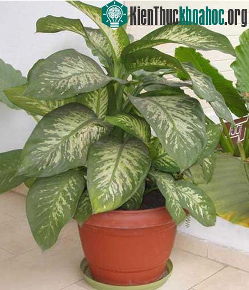 Hàng loạt cây cảnh chứa chất độc chết người