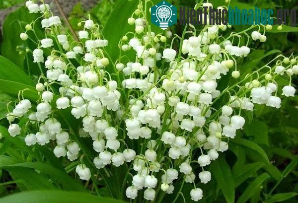 Hàng loạt cây cảnh chứa chất độc chết người