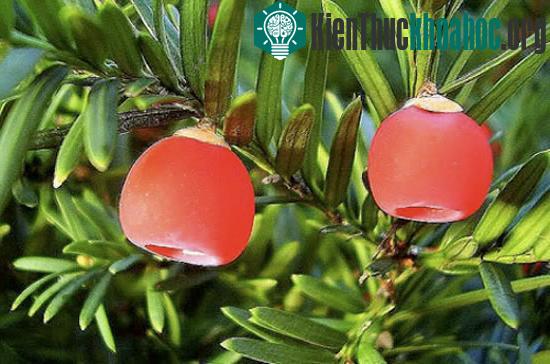 Hàng loạt cây cảnh chứa chất độc chết người