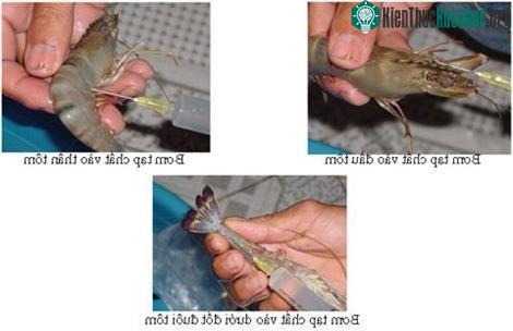 Tạp chất được bơm vào tôm qua đầu, thân và đuôi. (Ảnh minh họa)