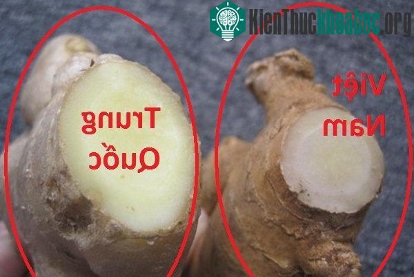 Gừng