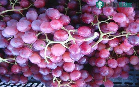 Nho Trung Quốc có vỏ màu nhạt, ăn vị chua, mềm.