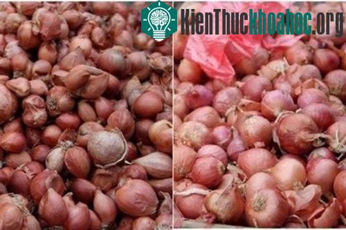Hành Trung Quốc chỉ có 1 tép và không có mùi thơm.