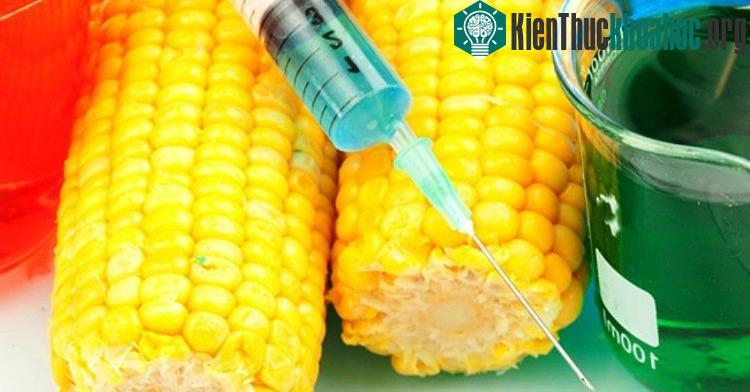 Thực phẩm biến đổi gen đã và đang là mối hiểm họa khôn lường cho sức khỏe.
